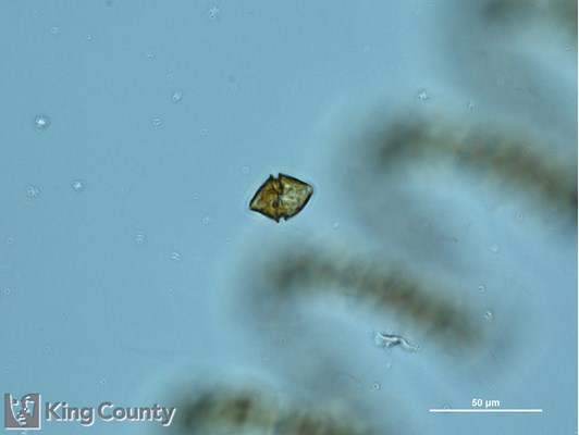 Photo of Heterocapsa triquetra
